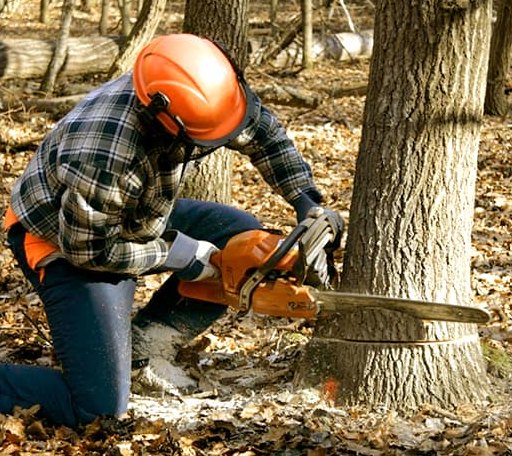 Tree Removal in Lebeau, LA